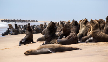 African fur seal colony