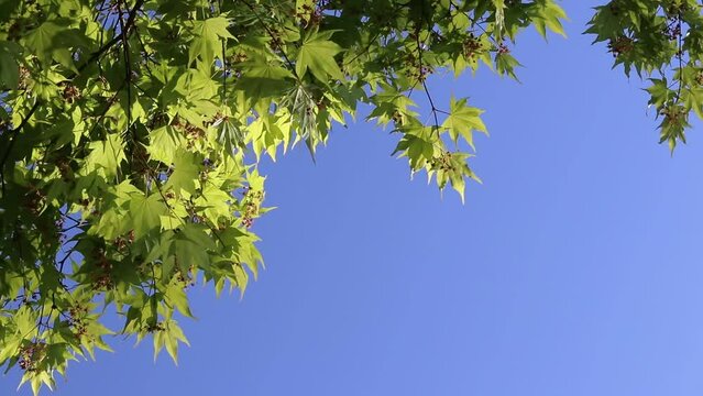 花が咲いた日本の新緑のモミジと青空
