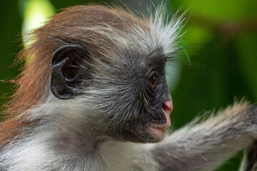 Red colobus monkey
