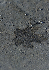leaf imprint in a stone substrate