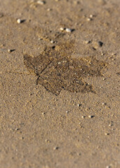 leaf imprint in a stone substrate