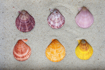 different options for sea shells on the sand