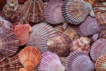 bright beautiful sea shells background