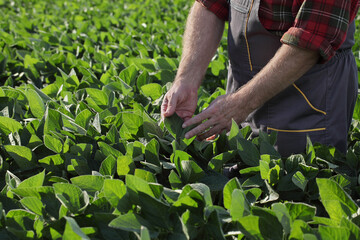 Fototapeta premium Farmer or agronomist touching and examining green soybean plant in field