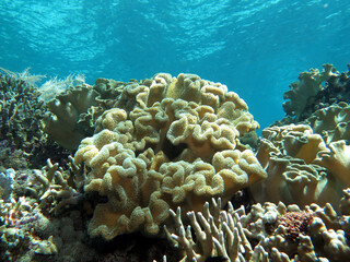 Fototapeta na wymiar A Mushroom soft coral on a shallow reef Cebu Philippines