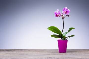 Beautiful purple orchid in flower pot on wooden table.