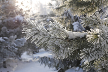 .Frost on the branches