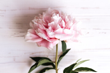 Delicate peony on a white wooden background
