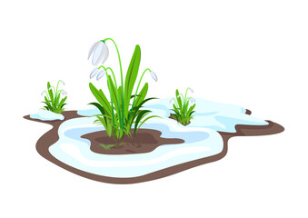 Fototapeta na wymiar Composition of white snowdrops, fine grass and melting snow. Hello Spring. Vector illustration isolated on white background.