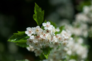 White flower clusters and leaves on a flowering bush in a garden