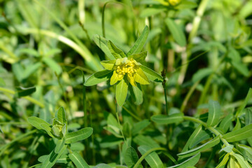 Cushion spurge