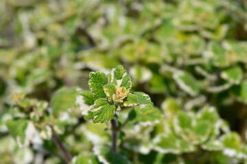 Swedish ivy
