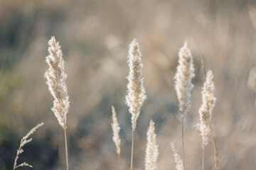 Cortaderia selloana tall trendy pampass grass swaying majestically in the wind against sunset field