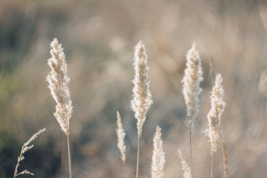 Cortaderia selloana tall trendy pampass grass swaying majestically in the wind against sunset field