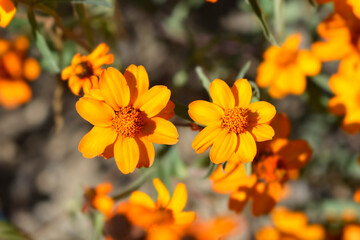 Narrowleaf zinnia