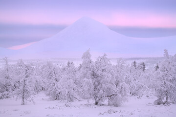 A beautiful winter day with lots of snow in Rondane National Park in Norway. The trees are completely covered with snow and in the background you can see the beautiful mountains in pastel pink colors.