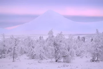 Fototapeten A beautiful winter day with lots of snow in Rondane National Park in Norway. The trees are completely covered with snow and in the background you can see the beautiful mountains in pastel pink colors. © jospannekoek