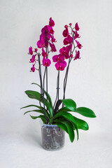 Purple flowering phalaenopsis orchid in a pot on a white background. Orchid breeding. Vertical view.