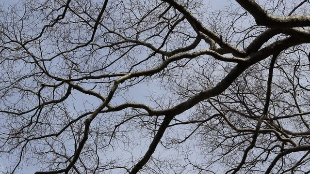 風に揺れる若葉の芽が膨らんだ木の枝と青空
