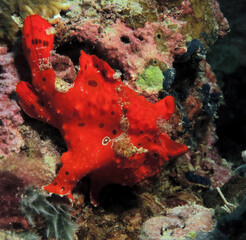 A Painted frogfish also known as Antennarius pictus Cebu Philippines