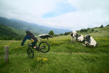 VTT vélo de montagne sports extrêmes avec des vaches vosgiennes étonnées