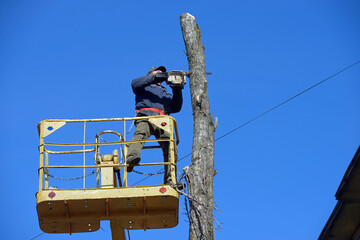 Worker cut dead standing tree with chainsaw using truck-mounted lift