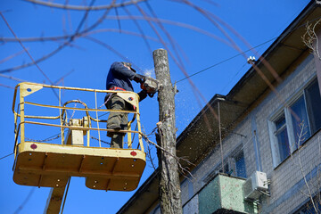 Worker cut dead standing tree with chainsaw using truck-mounted lift