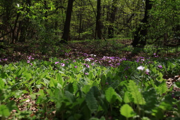 Fototapeta premium 야생화 / wild flowers