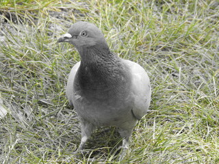 The gray pigeon stands on the grass