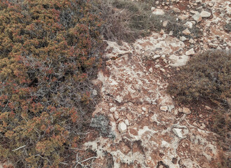 Mediterranean Sea coast. Subtropical plants of Cyprus. Rocky soil, overgrown with moss and shrubs.