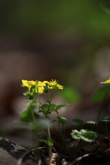 야생화 /  wild flowers
