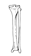 Tibia and fibula human bones, vector hand drawn illustration isolated on a white background, orthopedics medicine anatomy sketch