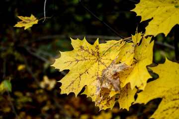 Yellow leaves on a rainy autumn day