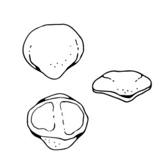 Human patellar bone, vector hand drawn illustration isolated on a white background, orthopedics medicine anatomy sketch