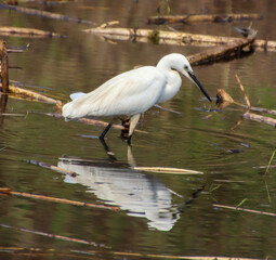 nsects are looking for food in the water of heron river 