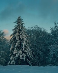 sapin hivernal des vosges enneigé avec de la neige