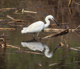 nsects are looking for food in the water of heron river 