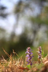 야생화 / wild flowers	