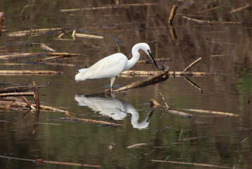 nsects are looking for food in the water of heron river 