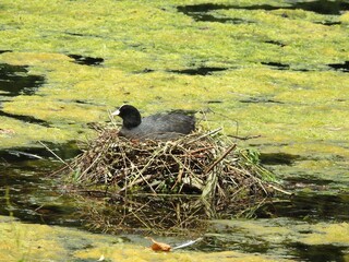 Coot sits in a nest on the water