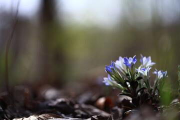야생화 / wild flowers	