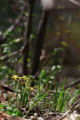 야생화 /  wild flowers
