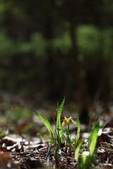 야생화 / wild flowers	