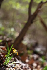 야생화 / wild flowers	