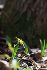 야생화 / wild flowers	