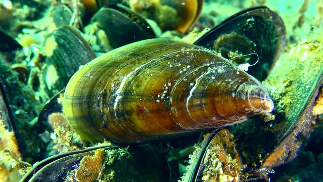 Close-up of a mussel shell (Mytilus) among a mussel settlement.