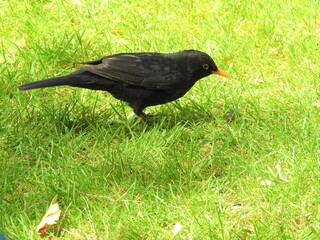 Blackbird  stands on green grass