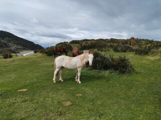 horses on a meadow