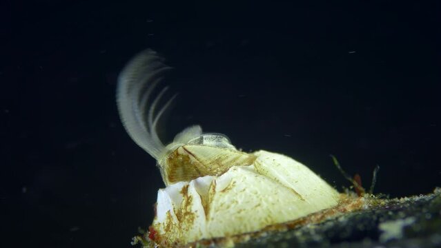 Barnacle or Bay Barnacle (Amphibalanus improvisus) starts moving legs to filter water, extreme close-up, dark background, side view, lots of plankton.