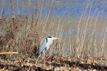 Heron in the lake